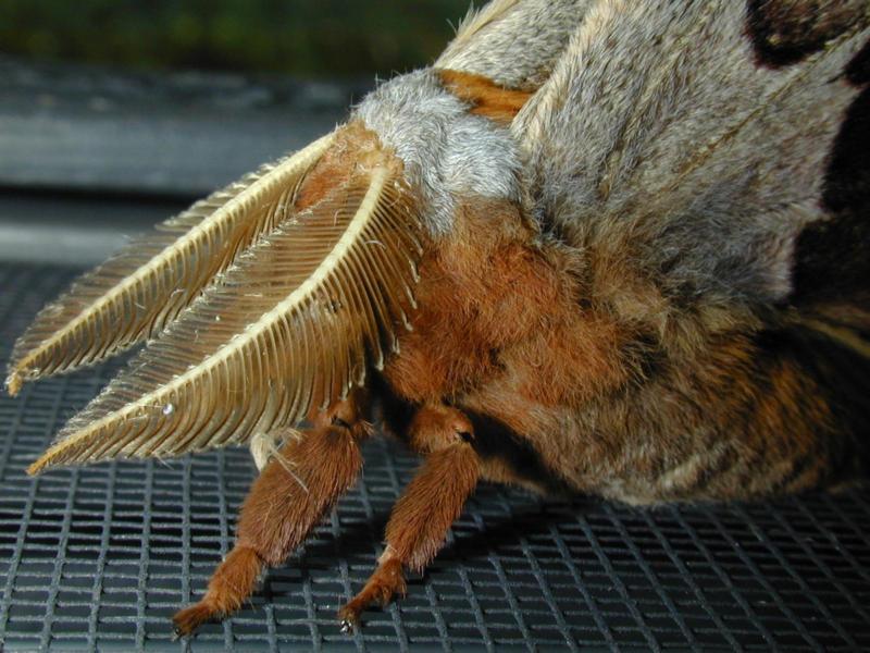 Moth.jpg (81903 bytes)