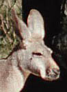 kangaroo