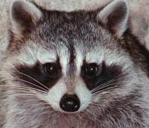 raccoon