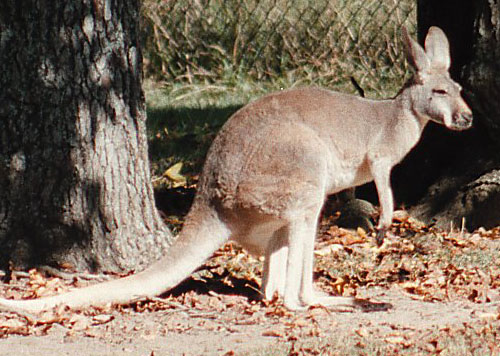 kangaroo