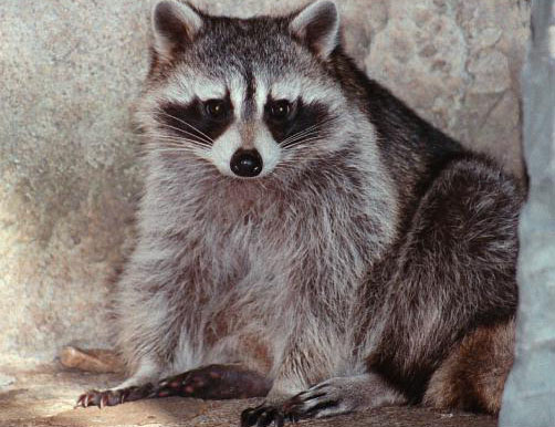 raccoon