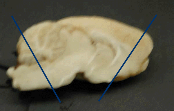 Rat Sagittal View