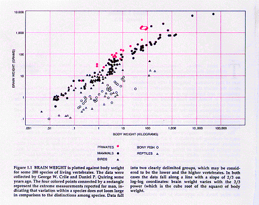 brain evolution graph