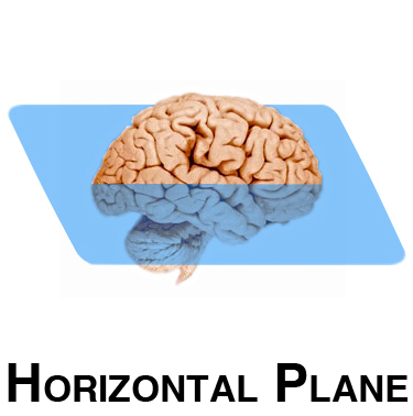 Horizontal Plane