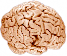 Human brain