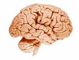 human brain