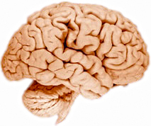 human brain