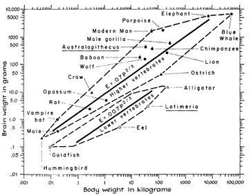 allometry graph