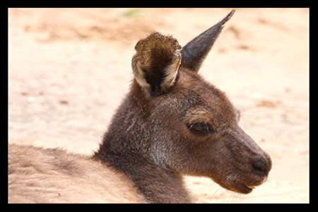 kangaroo head