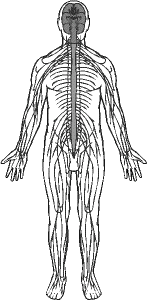 peripheral nervous system