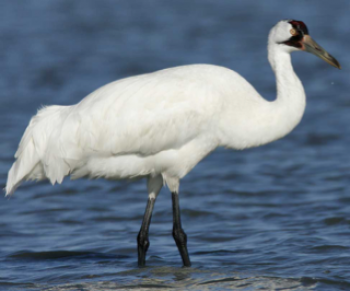 Whooping crane