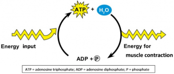 ATP in muscle cells