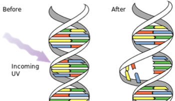 Before and after UV on double helix