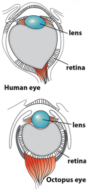 Human eye and octopus eye with lens and retina