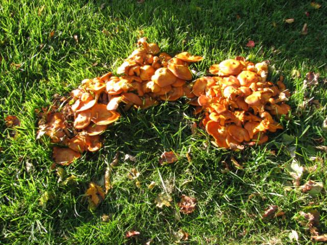 Jack O'Lantern Mushroom (Omphalotus illudens - gills glow or Gymnopilus, spores warty or Pholiota, spores smooth)