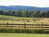 cows