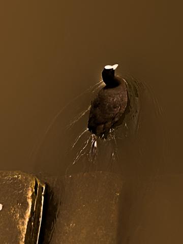 Coot swimming away from steps