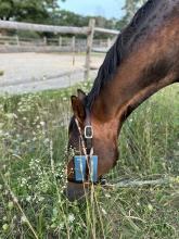 Bay horse grazing with horse book tucked inside halter