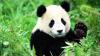 panda's picture