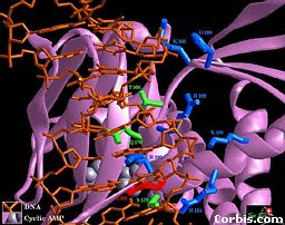 gene interactions part 4 or 2.jpg (20122 bytes)