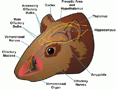 hamstervno.gif (38120 bytes)